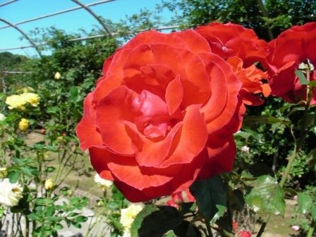 ちざきバラ園 秋バラ見ごろを迎えています 新着情報一覧 花卉の生産 新千歳空港の植栽管理の北海道興農社